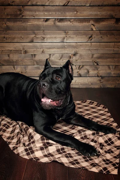 Cane Corso Zwarte Hond Een Bruine Achtergrond — Stockfoto