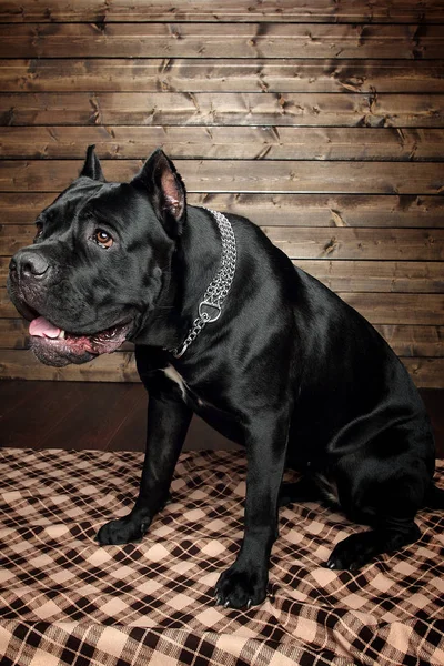 Cane Corso Siyah Köpek Kahverengi Bir Arka Plan Üzerinde — Stok fotoğraf