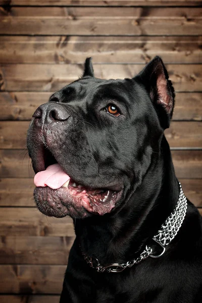 Cane Corso Siyah Köpek Kahverengi Bir Arka Plan Üzerinde — Stok fotoğraf