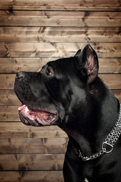 Cane Corso Siyah Köpek Kahverengi Bir Arka Plan Üzerinde — Stok fotoğraf