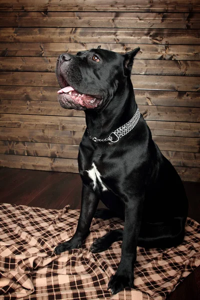 Cane Corso Zwarte Hond Een Bruine Achtergrond — Stockfoto