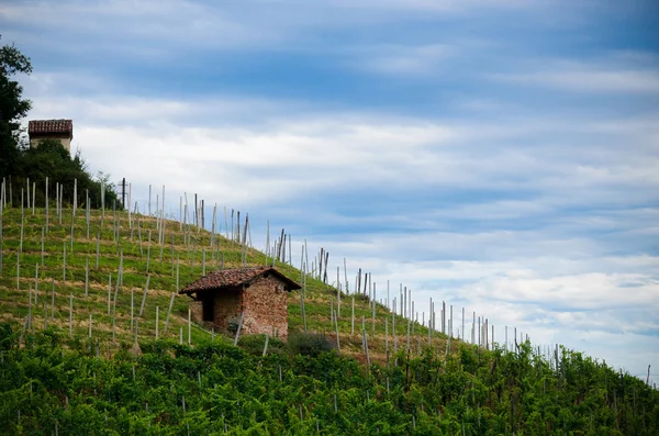 Alba, vinhas de Roero — Fotografia de Stock