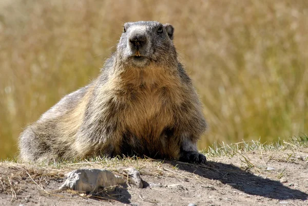 Marmotta nell'erba — Foto Stock