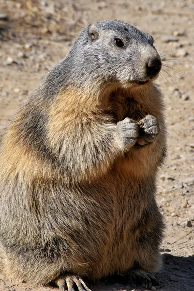 Marmotta in piedi nell'erba — Foto Stock