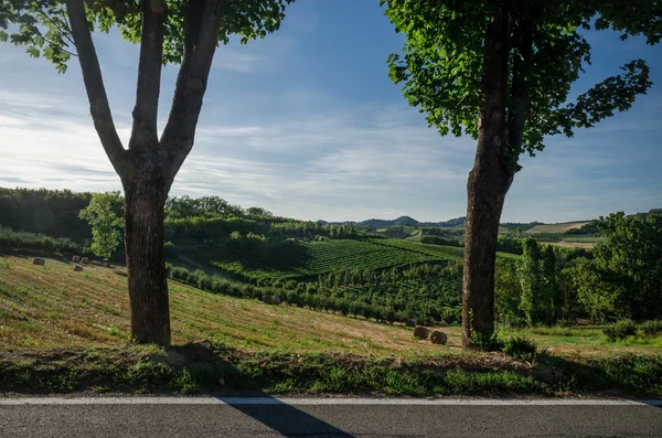 Alba, viñedos del Langhe — Foto de Stock