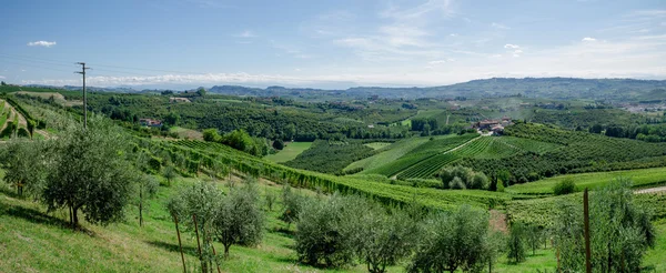 Alba, viñedos del Langhe — Foto de Stock