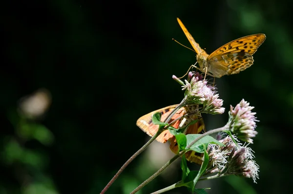 Bir çiçekte turuncu kelebek — Stok fotoğraf