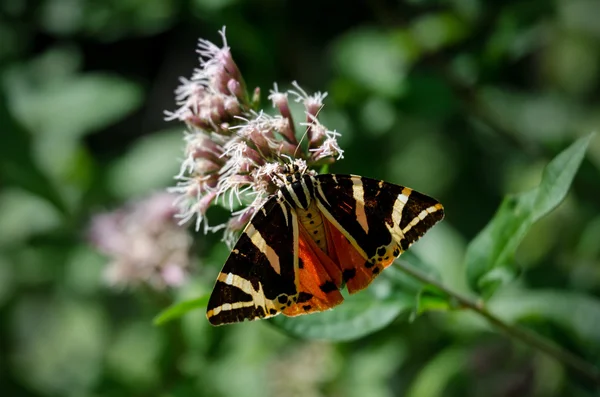 Tiger moth Jersey na květ — Stock fotografie