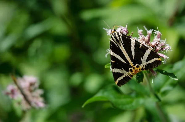 Tiger moth Jersey na květ — Stock fotografie