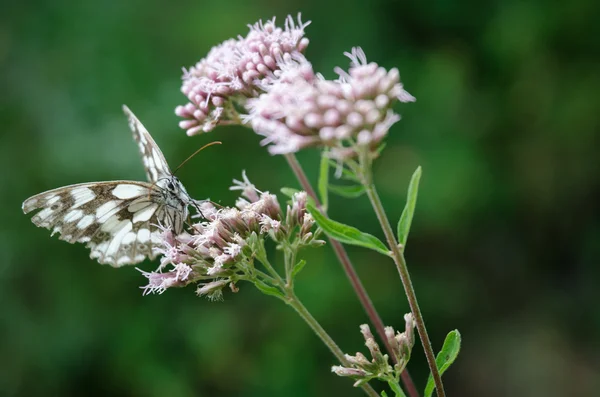 Mramorovaný bílý motýl na květině — Stock fotografie