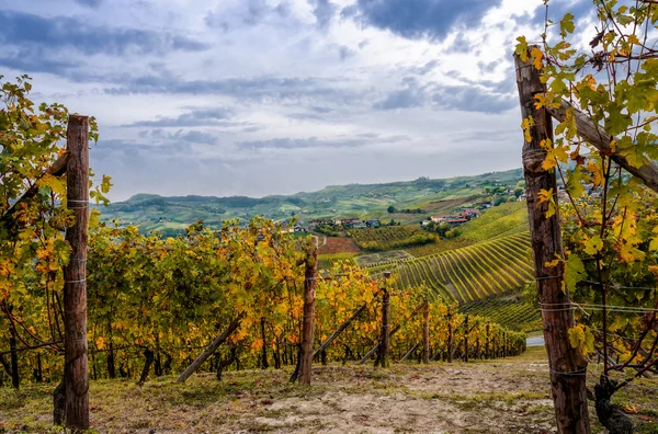Vineyard of Langhe in autumn — Stock Photo, Image