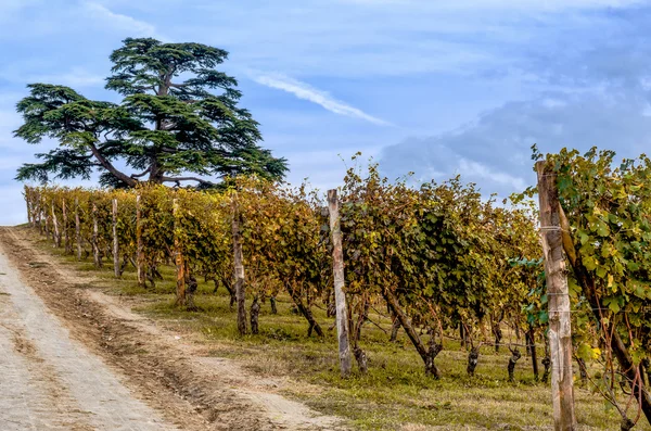 Viñedo de Langhe en otoño — Foto de Stock