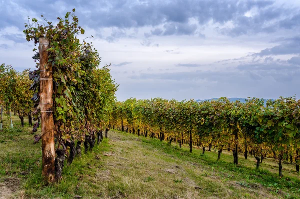 Vineyard of Langhe in autumn — Stock Photo, Image