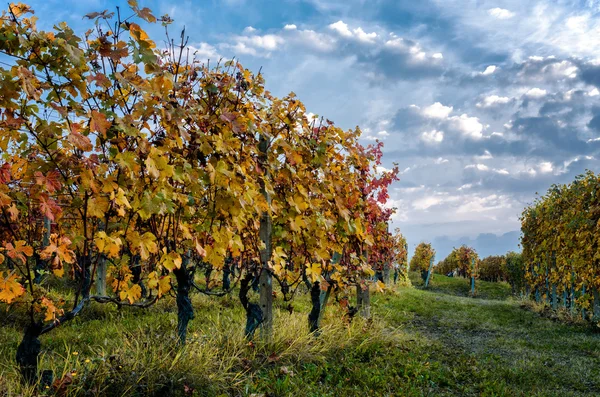 Vinhedo de Langhe no outono — Fotografia de Stock