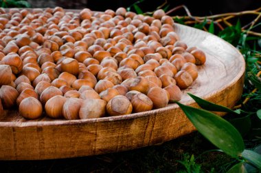 Tonda Gentile di Langa, hazelnut of Piedmont clipart