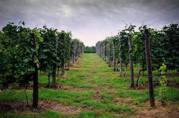 Тучи над виноградниками — стоковое фото