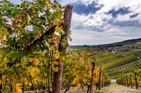 Vineyard of Langhe in autumn — Stock Photo, Image