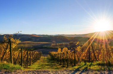 Günbatımı üzerinde Langhe (İtalya Piedmont'taki üzüm)