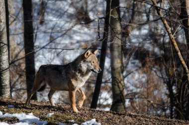 İtalyan kurt (canis lupus italicus)