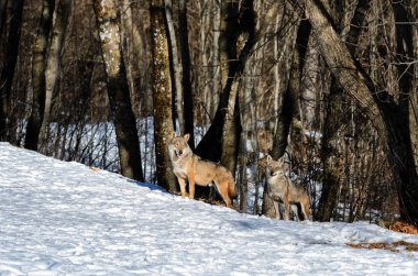 İtalyan kurt (canis lupus italicus)
