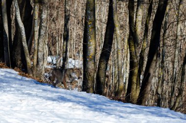 İtalyan kurt (canis lupus italicus)