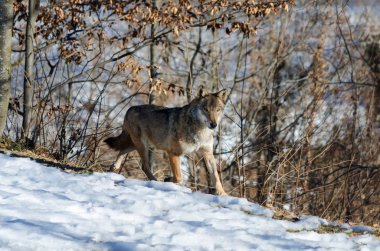 İtalyan kurt (canis lupus italicus)