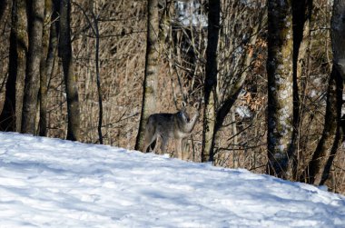 İtalyan kurt (canis lupus italicus)