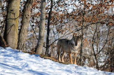 İtalyan kurt (canis lupus italicus)