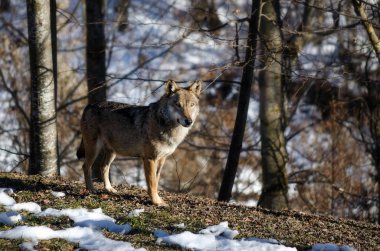 İtalyan kurt (canis lupus italicus)