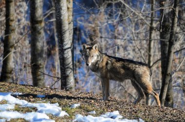 İtalyan kurt (canis lupus italicus)