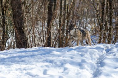 İtalyan kurt (canis lupus italicus)