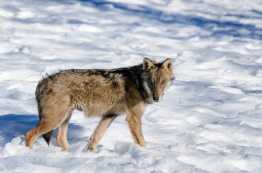 İtalyan kurt (canis lupus italicus)