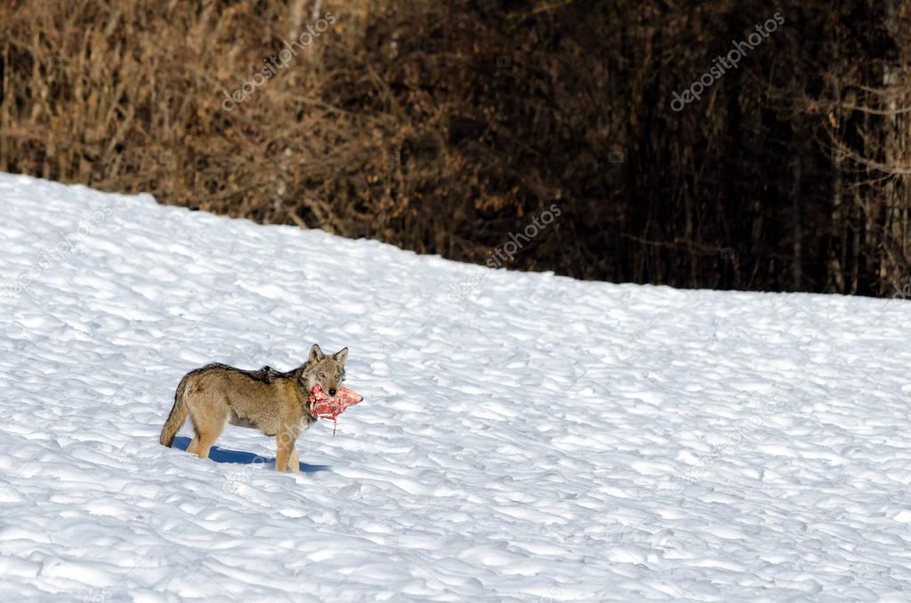 Italian wolf (canis lupus italicus)