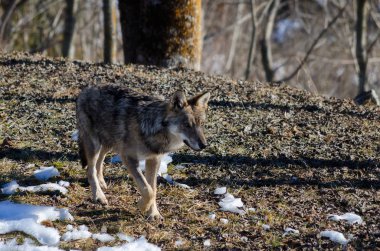 İtalyan kurt (canis lupus italicus)