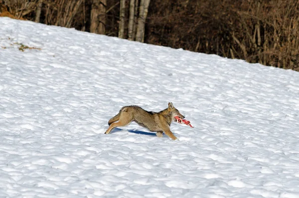 Lupo italiano (canis lupus italicus ) — Foto Stock