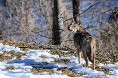 İtalyan kurt (canis lupus italicus)