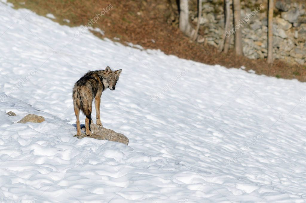 Italian wolf (canis lupus italicus)
