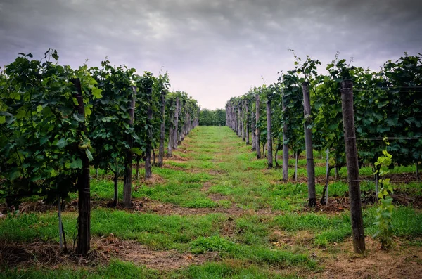 Nuvens sobre as vinhas — Fotografia de Stock