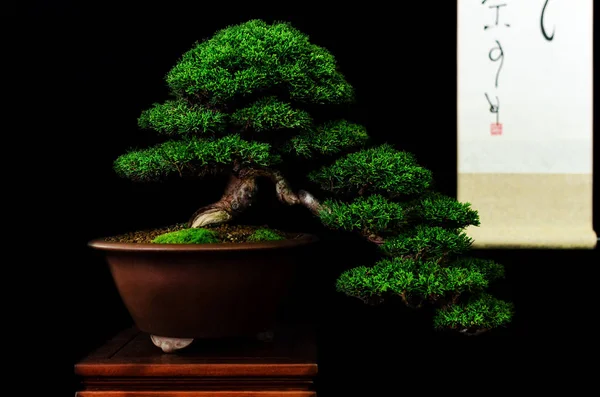 Bonsai med svart bakgrund — Stockfoto