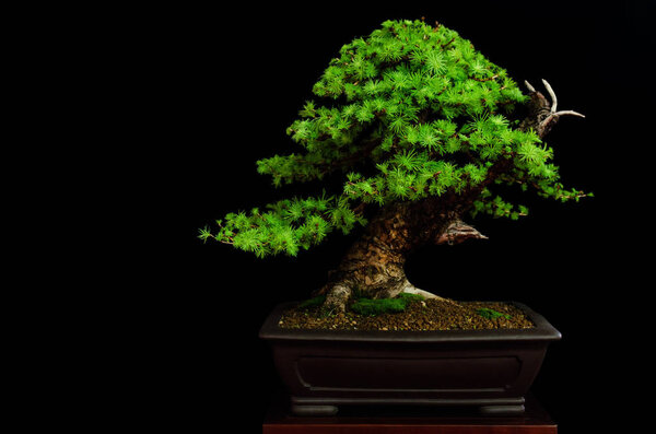 Bonsai with black background