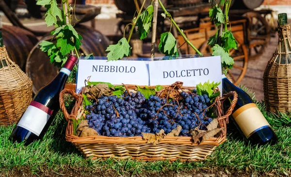 Uvas e garrafas de Nebbiolo e Dolcetto — Fotografia de Stock