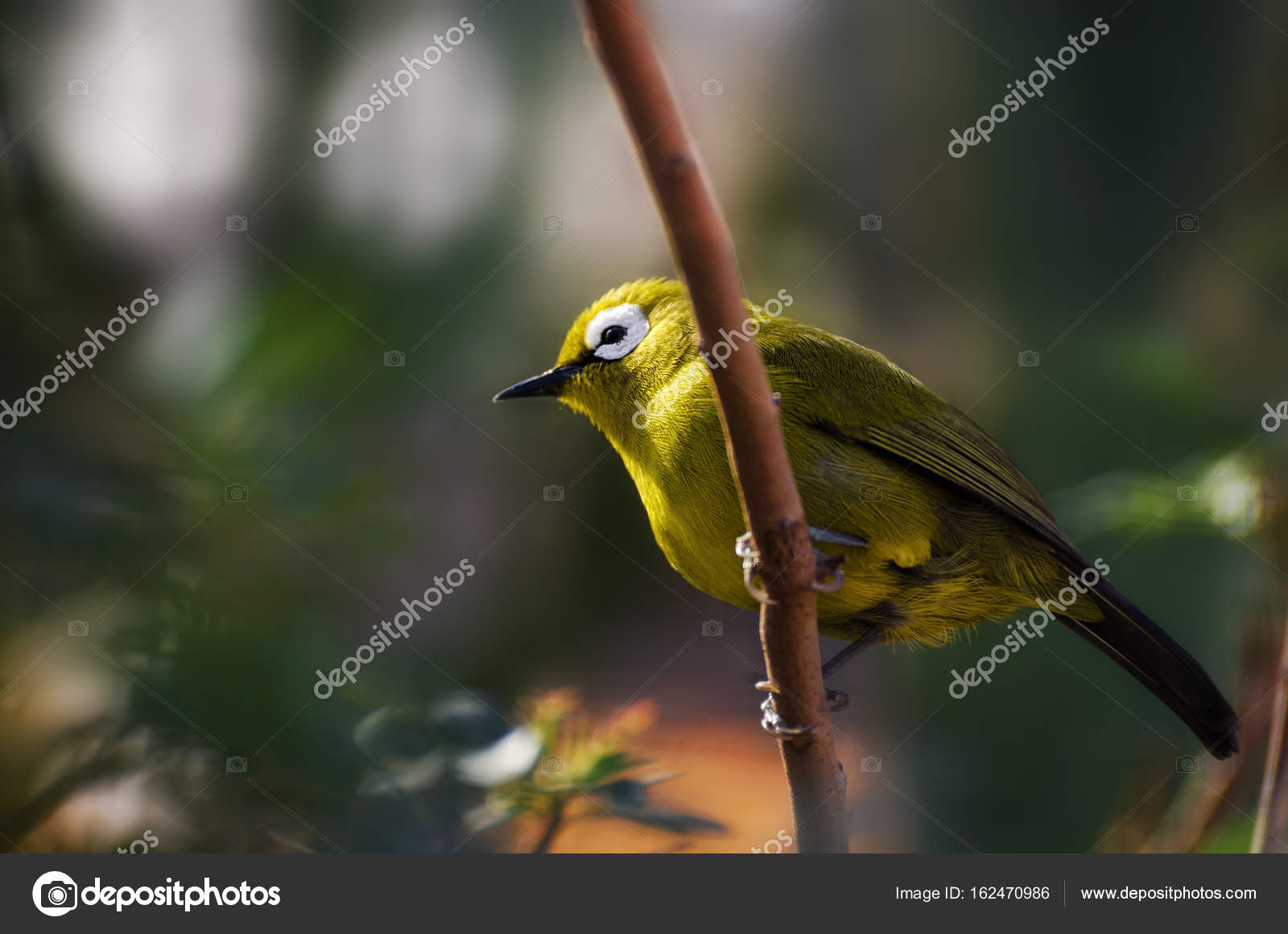 Petit Oiseau Zostérops à Dos Gris Photographie