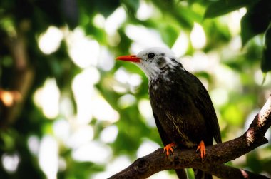 Bir ağaç dalı üzerinde Madagaskar Bulbul