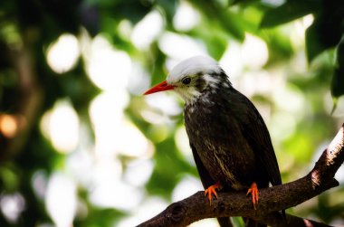 Bir ağaç dalı üzerinde Madagaskar Bulbul