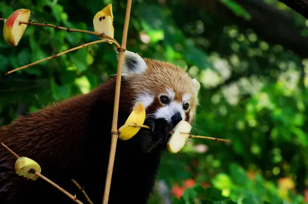 Panda rosso su un albero — Foto Stock