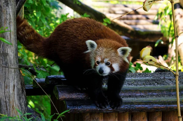 Panda rosso su un albero — Foto Stock