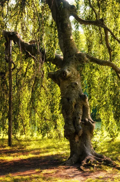 Human shaped tree — Stock Photo, Image