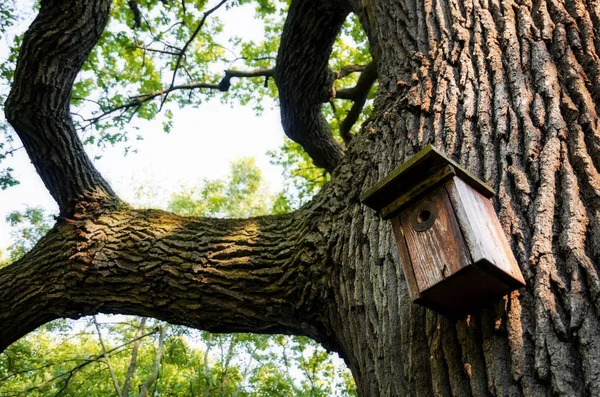 Birdhouse na stromě — Stock fotografie