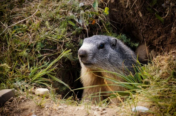 Marmotta nell'erba — Foto Stock