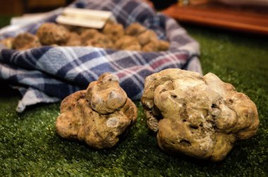 Beyaz Alba truffles, Fiera del Tartufo 